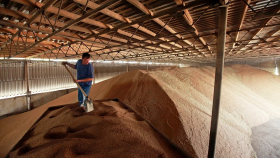 1 ноября в госфонд закупили более 36,3 тысячи тонн зерна